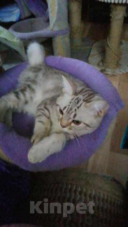 Кошки в Москве: Шотландские котята шиншилла  Мальчик, 5 000 руб. - фото 2