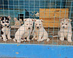 Собаки в Воронеже: Сибирский хаски Мальчик, Бесплатно - фото 4