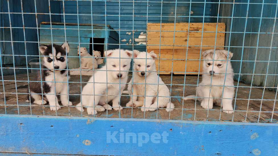 Собаки в Воронеже: Сибирский хаски Мальчик, Бесплатно - фото 4