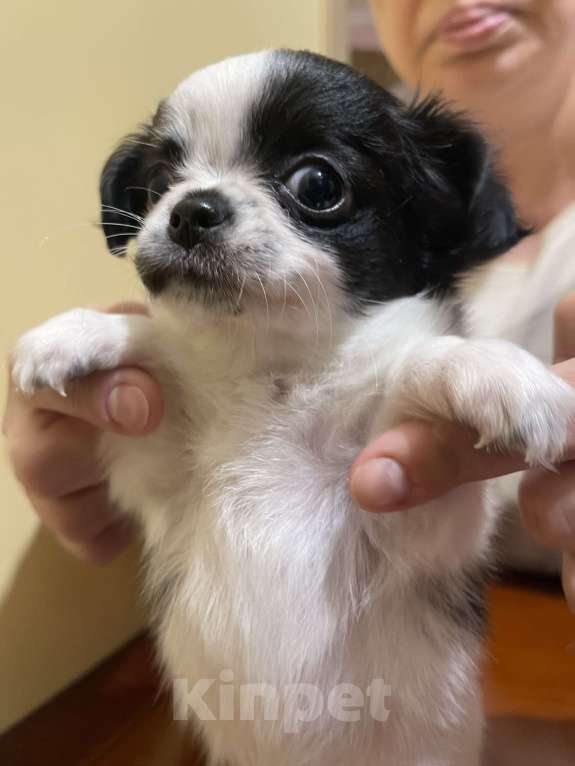 Собаки в других городах Московской области: Чихуахуа клубная девочка Девочка, 75 000 руб. - фото 1