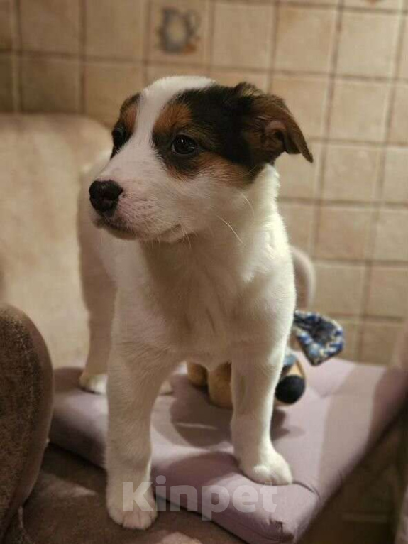 Собаки в Москве: Маленькая путешественница Девочка, Бесплатно - фото 2