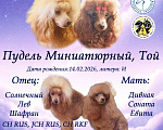 Собаки в Санкт-Петербурге: Девочка миниатюрного пуделя РКФ Девочка, 90 000 руб. - фото 5