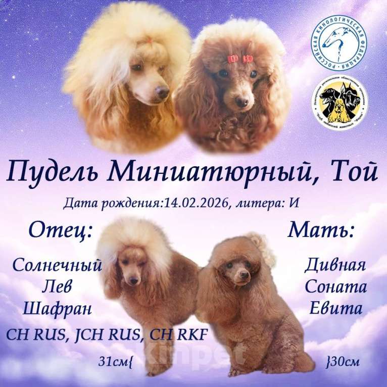 Собаки в Санкт-Петербурге: Девочка миниатюрного пуделя РКФ Девочка, 90 000 руб. - фото 5