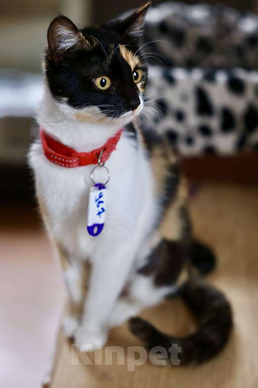 Кошки в Москве: Котопакся ищет дом Девочка, Бесплатно - фото 4