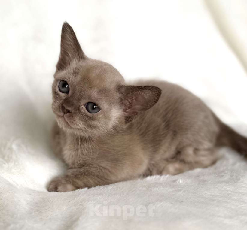 Кошки в Москве: Бурманские котята Девочка, 100 000 руб. - фото 3