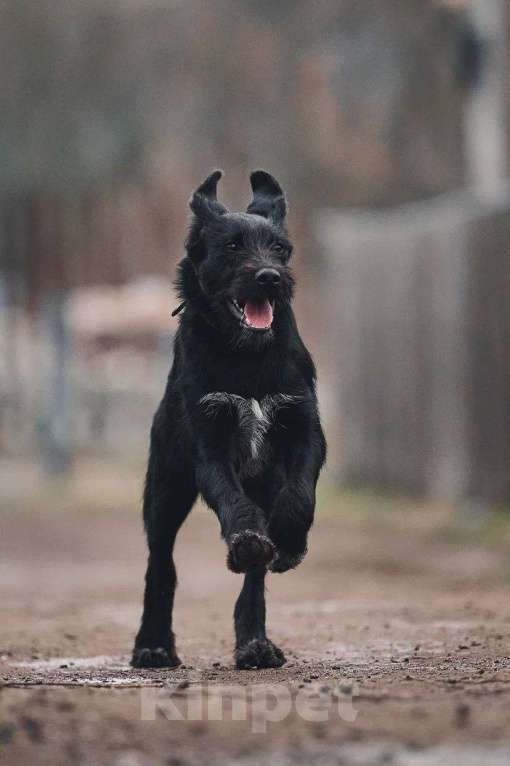 Собаки в Лосином-Петровском: Ненси якутенок Девочка, Бесплатно - фото 4
