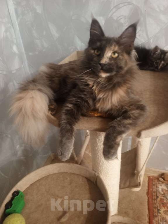 Кошки в Москве: пушистое счастье Мальчик, 20 000 руб. - фото 8