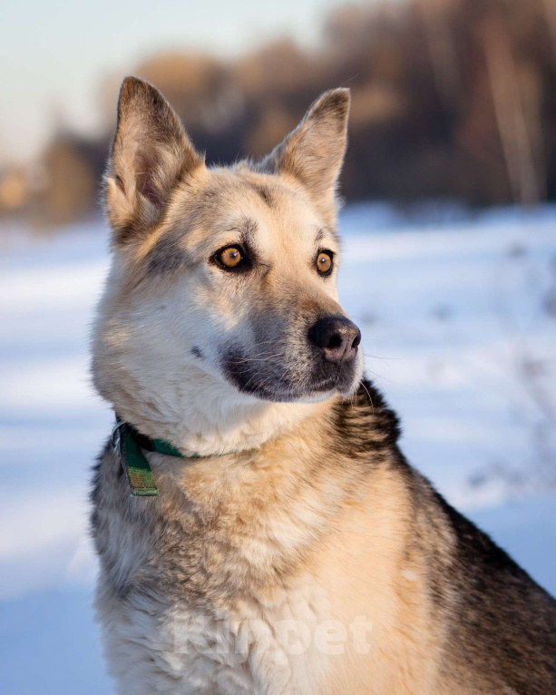Собаки в Москве: Овчарка в добрые руки Девочка, Бесплатно - фото 6