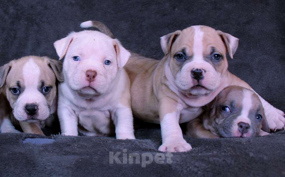 Собаки в Москве: Дети-булли Разнополые, 70 000 руб. - фото 2