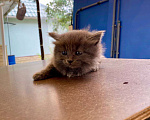 Кошки в Москве: Котенок девочка Девочка, Бесплатно - фото 3