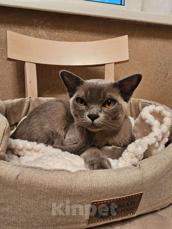 Кошки в Москве: Голубой бурманский котенок Мальчик, 1 000 руб. - фото 8