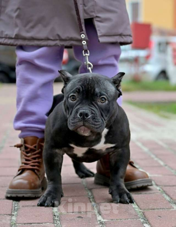 Собаки в Курске: Девочка булли черная Девочка, 120 000 руб. - фото 1