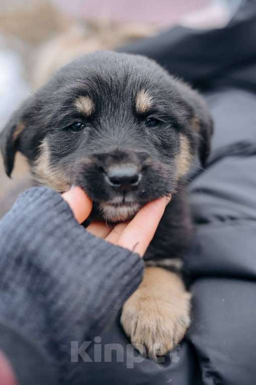 Собаки в Москве: Бакки Мальчик, Бесплатно - фото 2