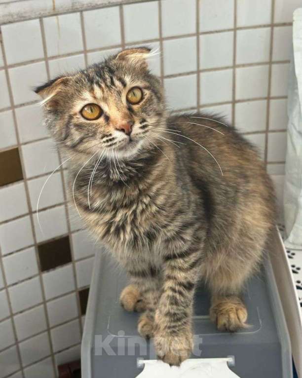 Кошки в Москве: Пушистый вислоухий котенок-девочка в добрые руки Девочка, Бесплатно - фото 2