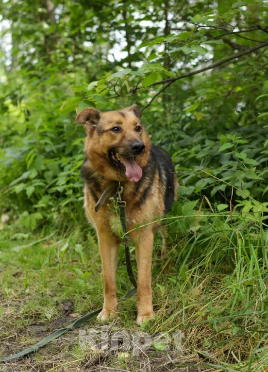 Собаки в Ногинске: Гриша Мальчик, Бесплатно - фото 3