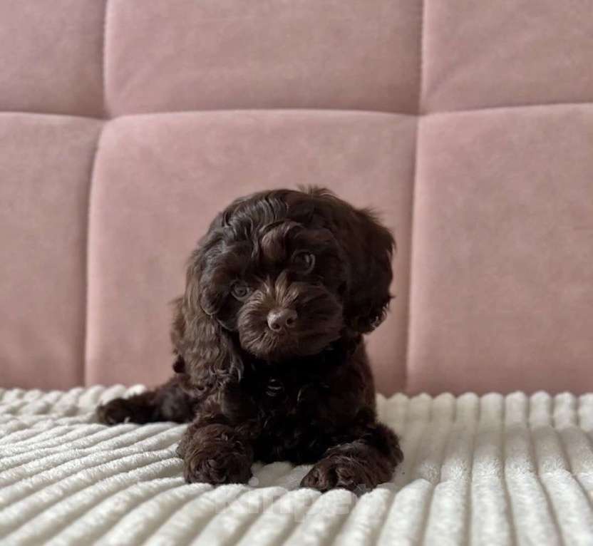 Собаки в Челябинске: Щенок Кокапу девочка Девочка, Бесплатно - фото 1