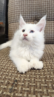 Мейн-кун полидак