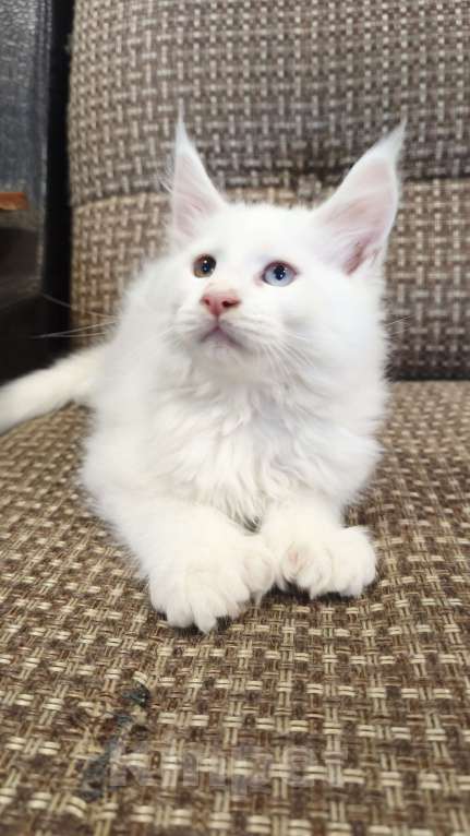 Кошки в Москве: Мейн-кун полидак Мальчик, 130 000 руб. - фото 1