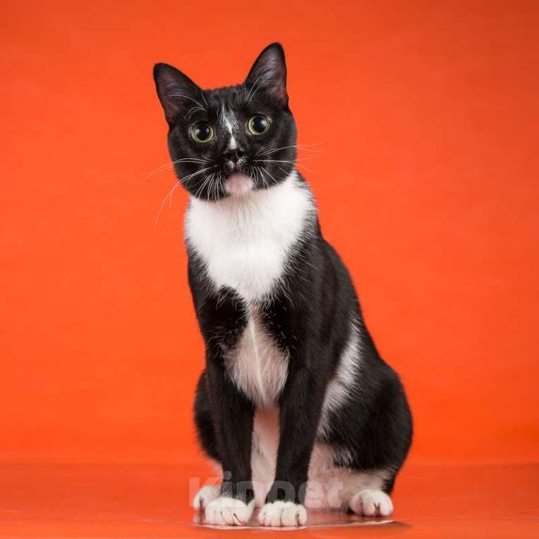 Кошки в Москве: Смышленый, ласковый молодой котик Ося ищет семью Мальчик, Бесплатно - фото 5