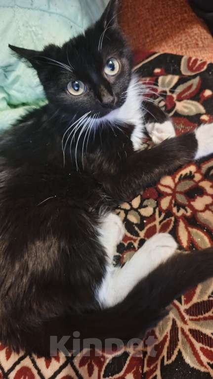 Кошки в Санкт-Петербурге: Даша Девочка, Бесплатно - фото 2