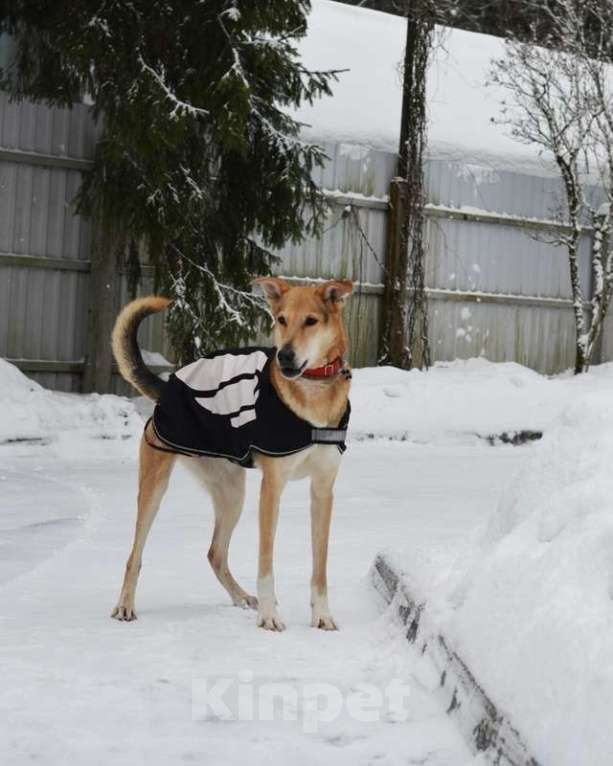 Собаки в Москве: Очень нужен дом для спокойного и воспитанного пёсика Лиона Мальчик, Бесплатно - фото 2