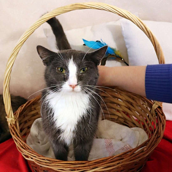 Дымок и Анечка ищут дом