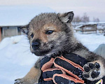 Собаки в Рязани: Щенки чехословацкого влчака Мальчик, 100 000 руб. - фото 1