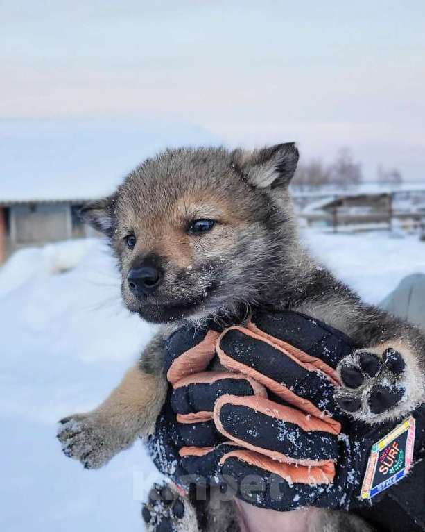 Собаки в Рязани: Щенки чехословацкого влчака Мальчик, 100 000 руб. - фото 1
