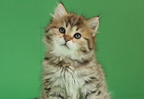 Объявление: Сибирский котята из питомника Баюн Сибири , 40 000 руб., Долгопрудный