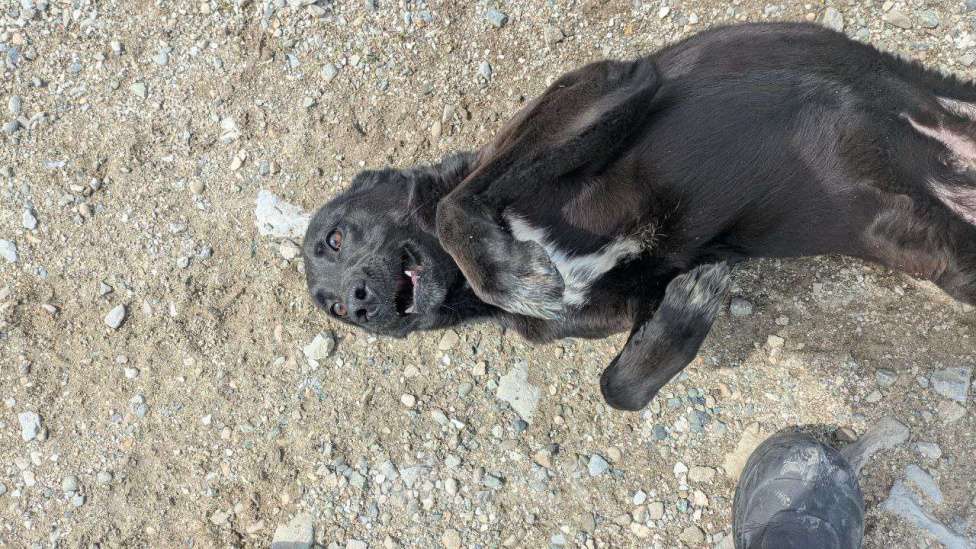 Собаки в других городах Краснодарского края: Метис паттердейл терьера по версии Яндекс в дар Девочка, Бесплатно - фото 5