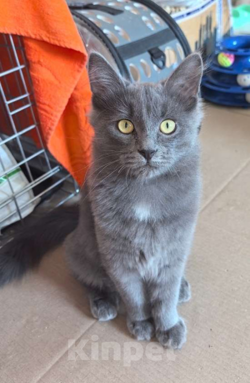 Кошки в Москве: Маленькая Дымка ищет семью! Девочка, Бесплатно - фото 3