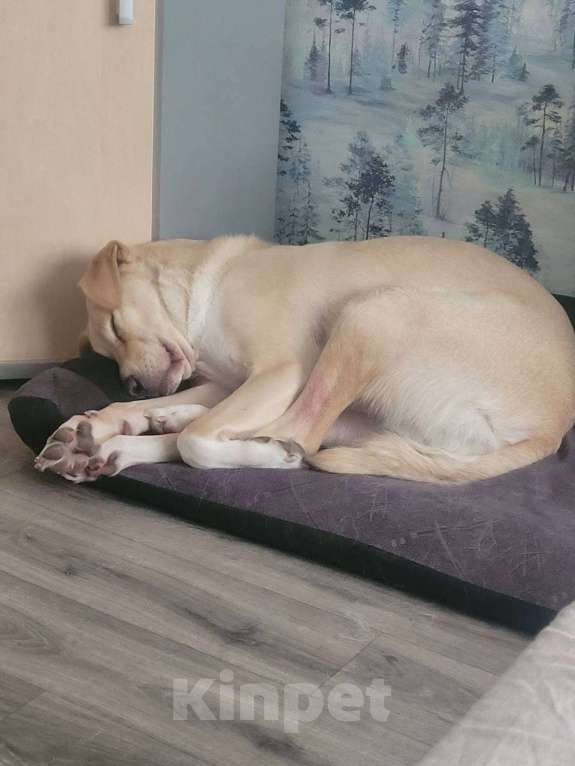 Собаки в Королеве: Пес в добрые руки Мальчик, Бесплатно - фото 7