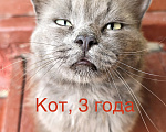 Кошки в Москве: Кот в добрые руки Мальчик, Бесплатно - фото 1