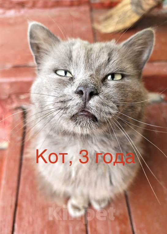Кошки в Москве: Кот в добрые руки Мальчик, Бесплатно - фото 1
