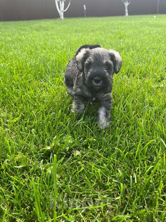 Собаки в Уфе: Щенок цвергшнауцера  Девочка, 50 000 руб. - фото 3