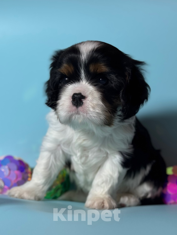 Собаки в Саратове:  Кавалер Кинг Чарльз Спаниель  Мальчик, Бесплатно - фото 3