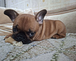 Собаки в Москве: Щенки французского бульдога Мальчик, 60 000 руб. - фото 6