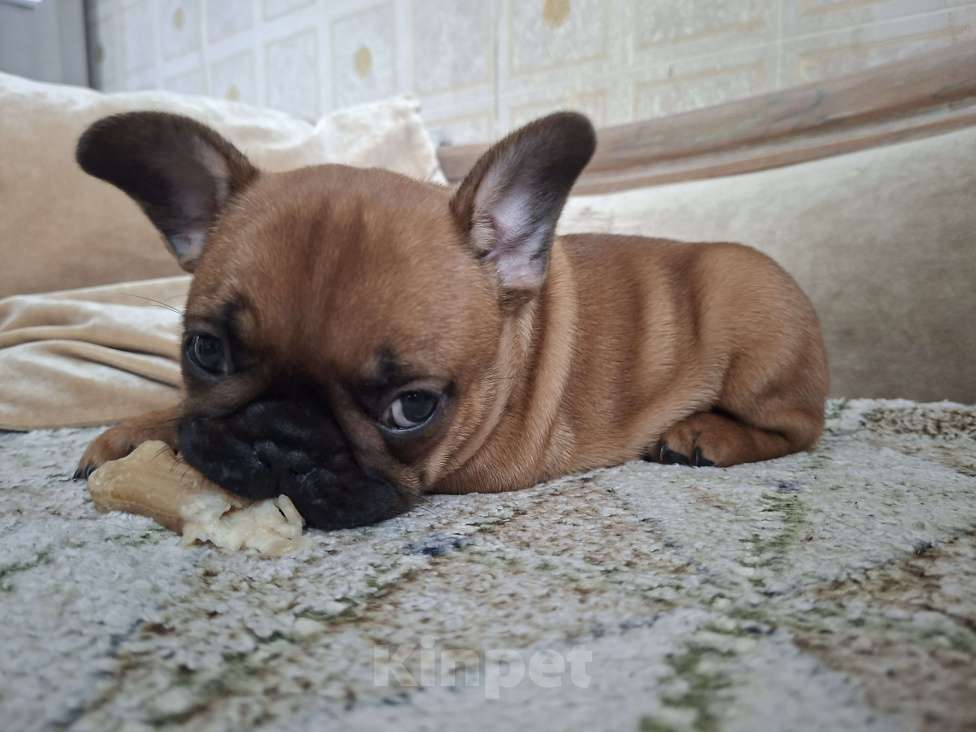 Собаки в Москве: Щенки французского бульдога Мальчик, 60 000 руб. - фото 6