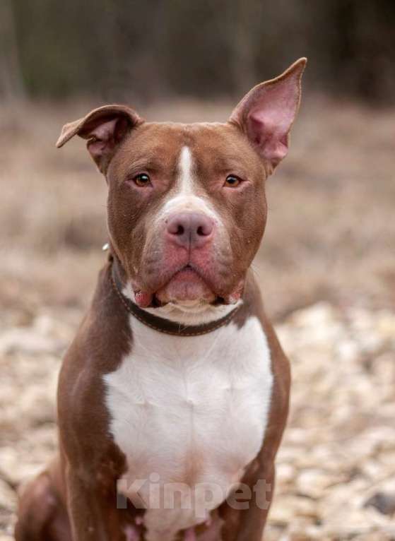 Собаки в Москве: Молодой питбуль шоколадного окраса Кахвэ в добрые руки Девочка, Бесплатно - фото 3