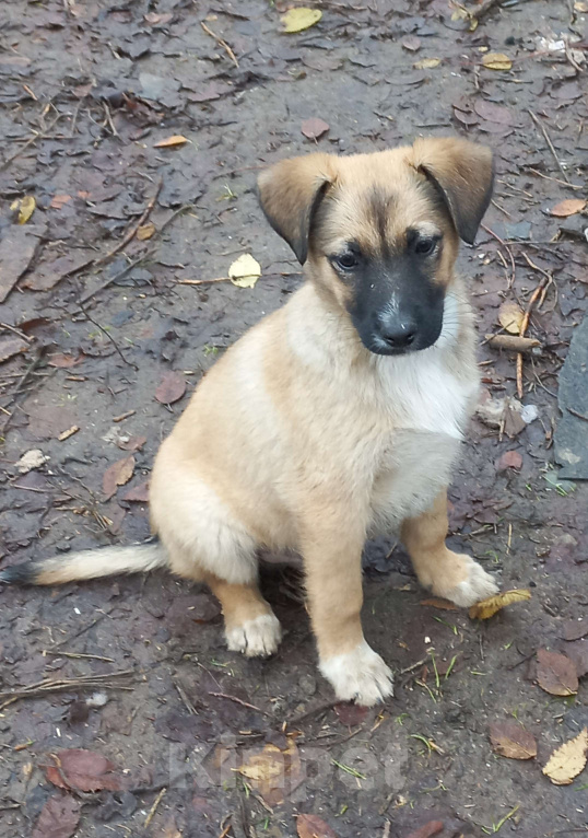 Собаки в Волгограде: Щенки ищут дом. Мальчики. 2.5 месяца Мальчик, Бесплатно - фото 2