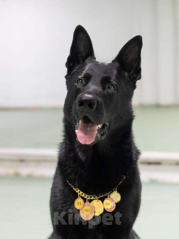 Собаки в Красноярске: Щенок ВЕО Наоми Энджел Девочка, 50 000 руб. - фото 8