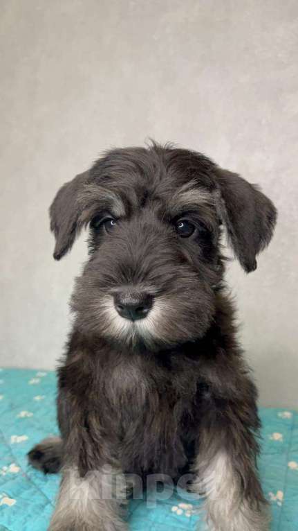 Собаки в Липецке: Предлагаются щенки цвергшнауцера Мальчик, 55 000 руб. - фото 4