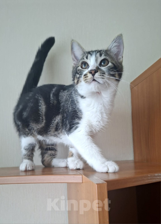 Кошки в Москве: Маленькие котята (3 мес.) в добрые руки Девочка, Бесплатно - фото 5
