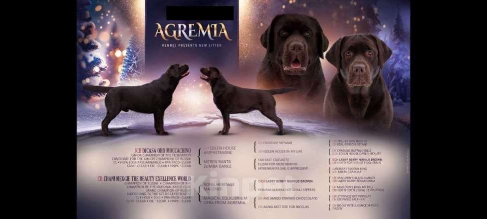 Собаки в Москве: Щенки Лабрадора ретривера шоколадные Мальчик, 100 000 руб. - фото 5