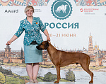 Собаки в других городах Тульской области: Кобель риджбека для вязки Мальчик, 60 000 руб. - фото 3