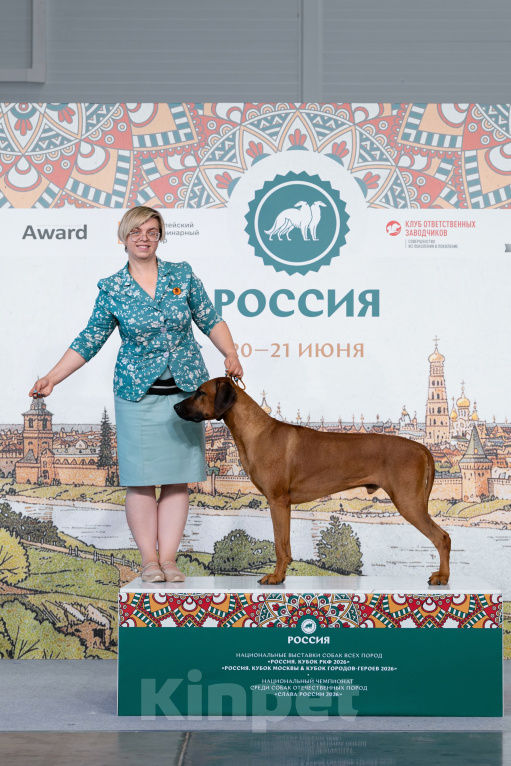 Собаки в других городах Тульской области: Кобель риджбека для вязки Мальчик, 60 000 руб. - фото 3