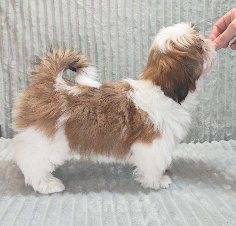 Собаки в Куровском: Щенки ши тцу Мальчик, 45 000 руб. - фото 2