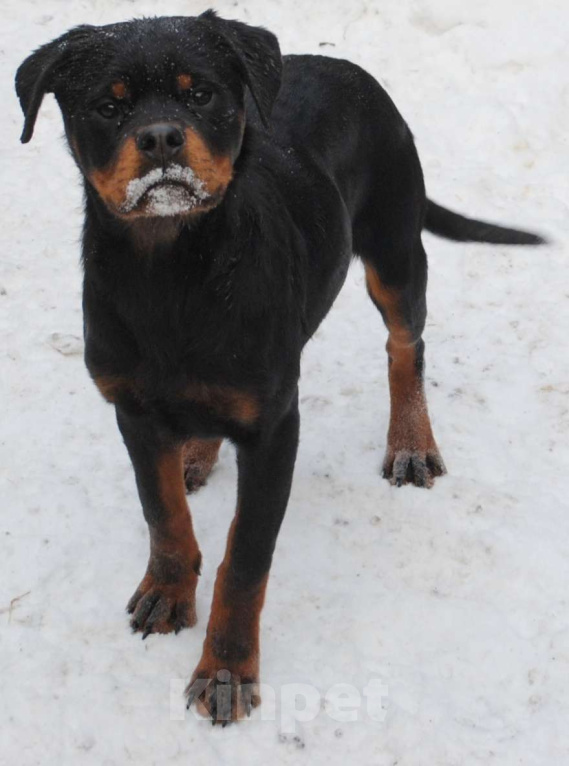 Собаки в Челябинске: Подрощенные щенки ротвейлера Мальчик, Бесплатно - фото 1