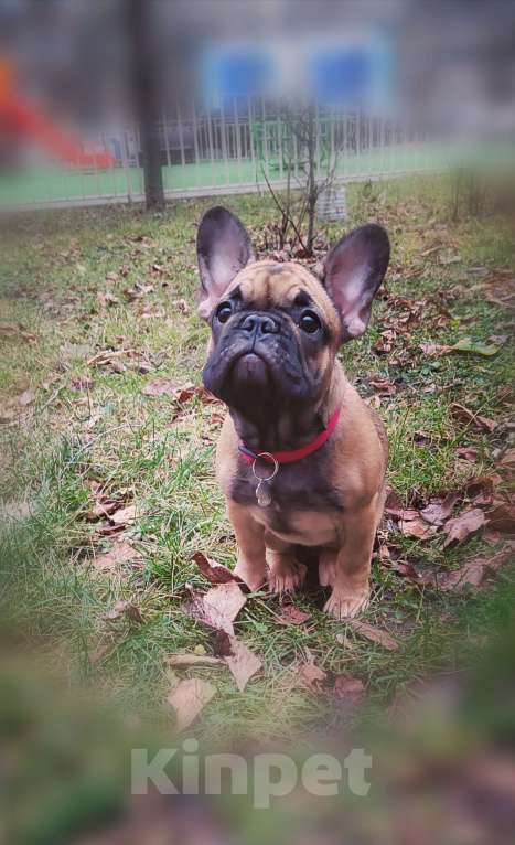 Собаки в Москве: Щенки французского бульдога Девочка, 49 999 руб. - фото 1