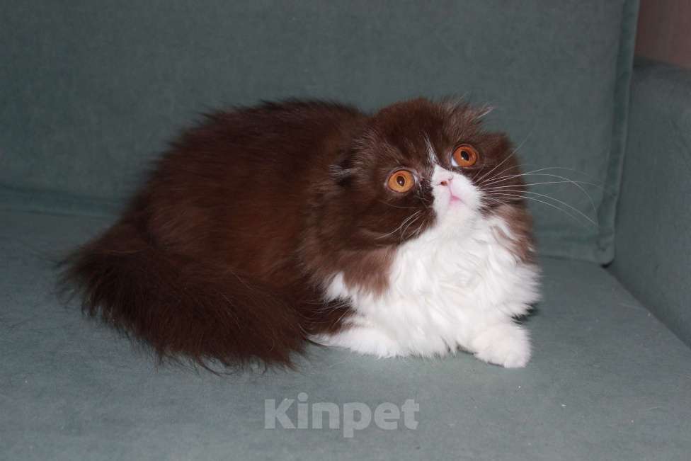 Кошки в Санкт-Петербурге: Шоколадный скоттиш фолд Девочка, 35 000 руб. - фото 5
